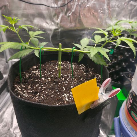 Blueberry Pancakes #2 growlog timeline photo