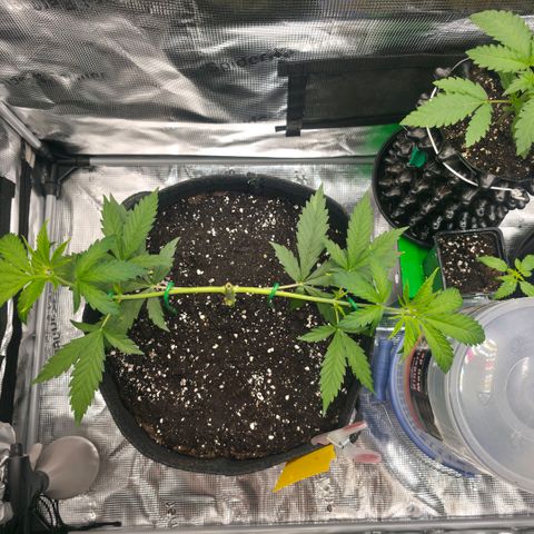 Blueberry Pancakes #2 growlog timeline photo