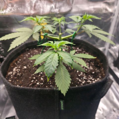 Blueberry Pancakes #1 growlog photo: Leichte Zeichen von Überdüngung(Wahrscheinlich wegen dem Guano im Batmix/kein Dünger im Spiel)