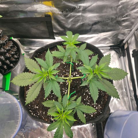 Blueberry Pancakes #1 growlog photo: Leichte Zeichen von Überdüngung(Wahrscheinlich wegen dem Guano im Batmix/kein Dünger im Spiel)