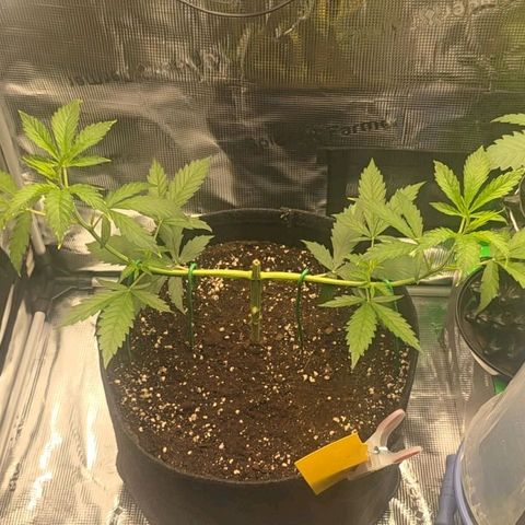 Blueberry Pancakes #2 growlog timeline photo