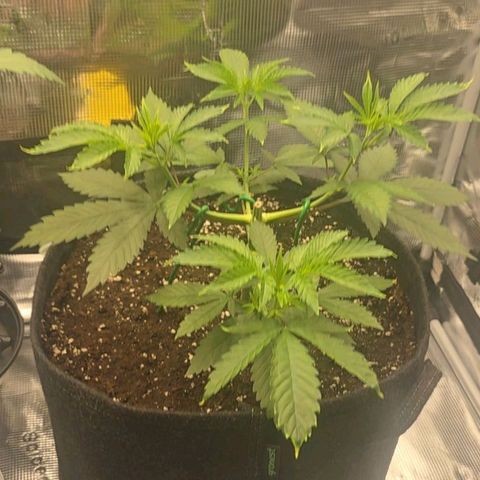 Blueberry Pancakes #1 growlog timeline photo