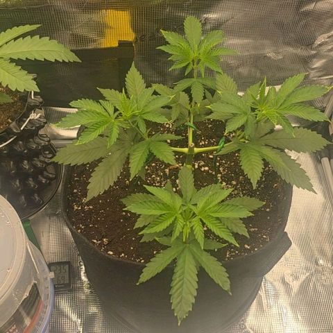 Blueberry Pancakes #1 growlog timeline photo