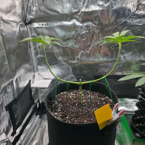 Blueberry Pancakes #2 growlog timeline photo