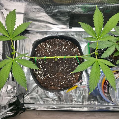 Blueberry Pancakes #2 growlog timeline photo