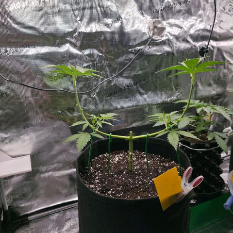 Blueberry Pancakes #2 growlog timeline photo