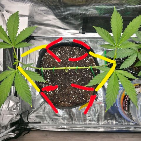 Blueberry Pancakes #2 growlog timeline photo