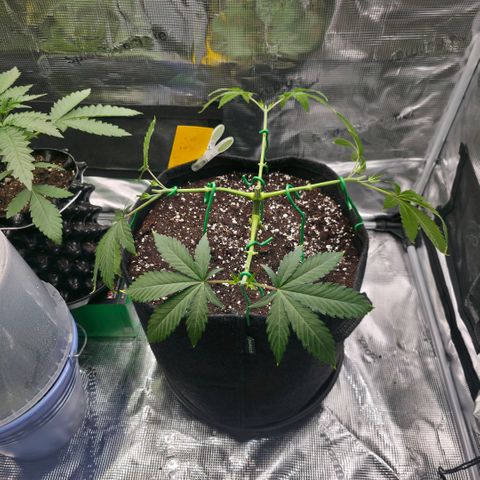 Blueberry Pancakes #1 growlog timeline photo