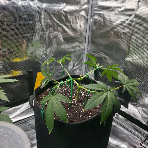 Blueberry Pancakes #1 growlog timeline photo