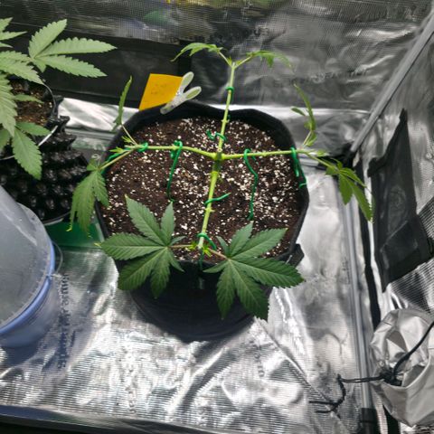 Blueberry Pancakes #1 growlog timeline photo