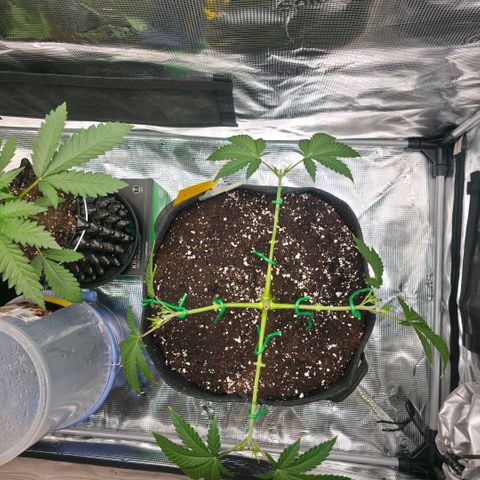 Blueberry Pancakes #1 growlog timeline photo