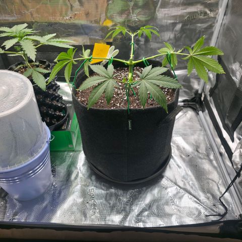 Blueberry Pancakes #1 growlog timeline photo