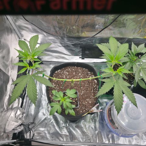 Blueberry Pancakes #2 growlog photo: Update nach dem 2ten Mainlining Schritt 
