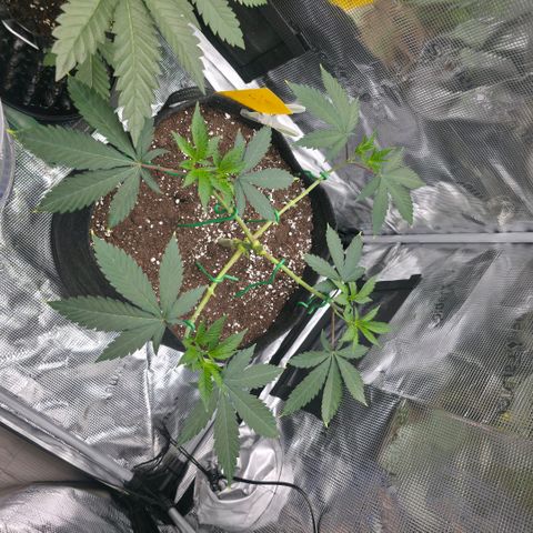 Blueberry Pancakes #1 growlog photo: Update nach Mainlining Schritt 2