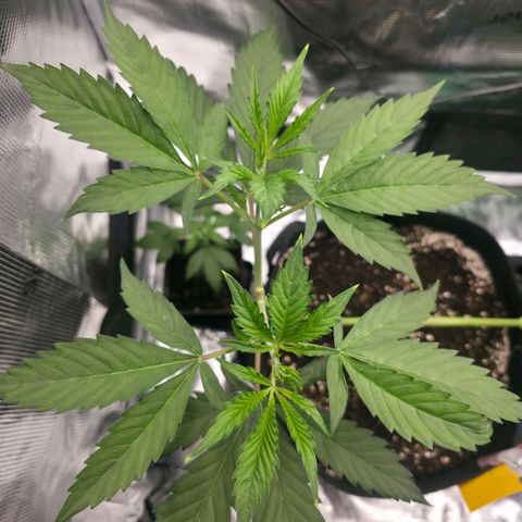 Blueberry Pancakes #2 growlog photo: Morgen werden die 4 Triebe erneut runter gebunden.