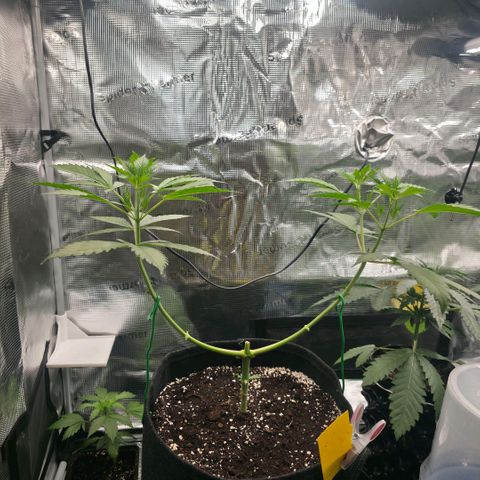 Blueberry Pancakes #2 growlog photo: Morgen werden die 4 Triebe erneut runter gebunden.
