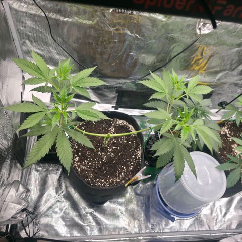 Blueberry Pancakes #2 growlog photo: Morgen werden die 4 Triebe erneut runter gebunden.