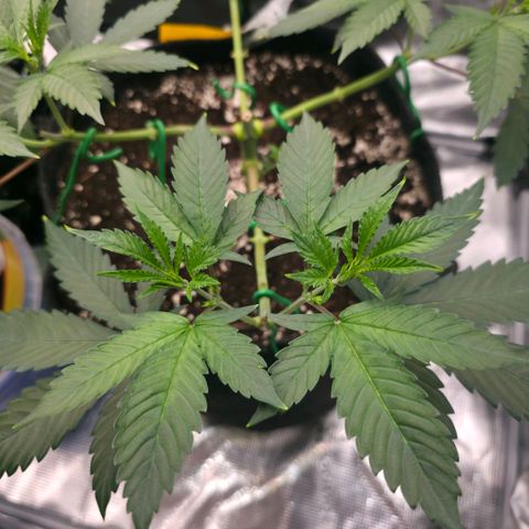 Blueberry Pancakes #1 growlog photo: Morgen werden die 8 Triebe erneut runtergebunden