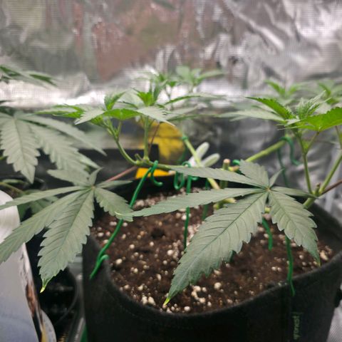Blueberry Pancakes #1 growlog photo: Morgen werden die 8 Triebe erneut runtergebunden
