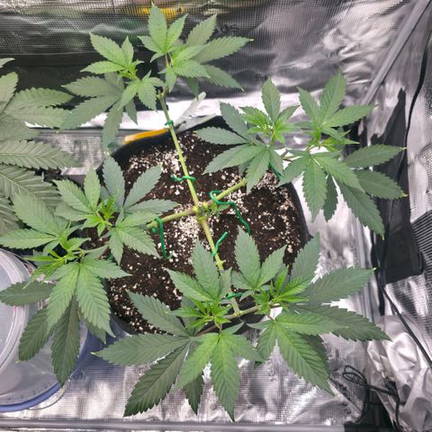 Blueberry Pancakes #1 growlog photo: Morgen werden die 8 Triebe erneut runtergebunden