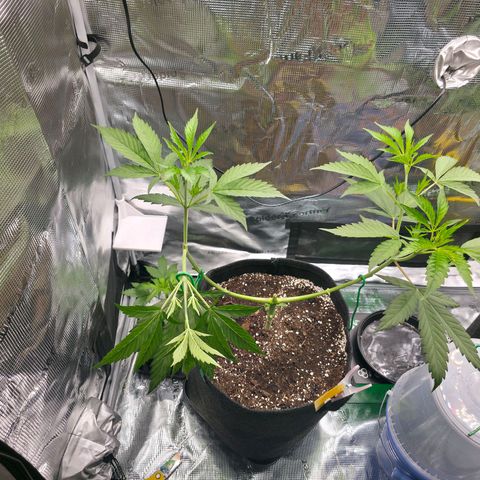 Blueberry Pancakes #2 growlog photo: Die neuen Triebe heute wieder auf ungefähr 90 Grad gebogen.