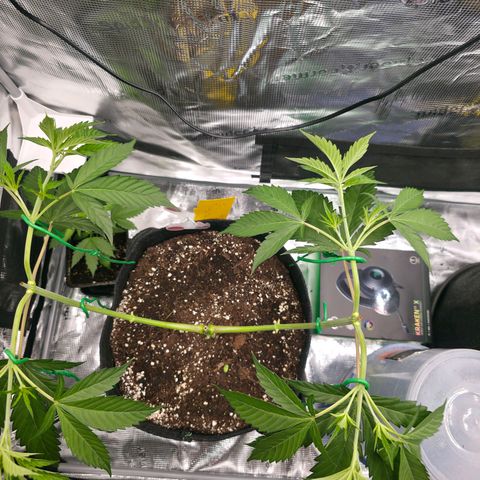 Blueberry Pancakes #2 growlog photo: Die neuen Triebe heute wieder auf ungefähr 90 Grad gebogen.