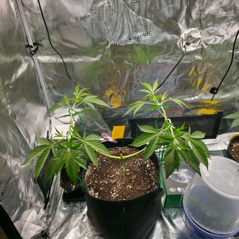 Blueberry Pancakes #2 growlog photo: Die neuen Triebe heute wieder auf ungefähr 90 Grad gebogen.