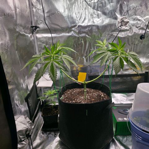 Blueberry Pancakes #2 growlog photo: Die neuen Triebe heute wieder auf ungefähr 90 Grad gebogen.