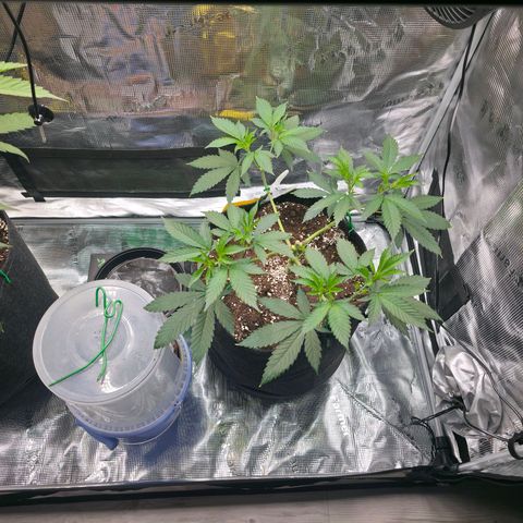 Blueberry Pancakes #1 growlog timeline photo