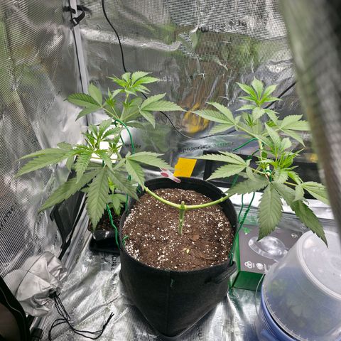 Blueberry Pancakes #2 growlog photo: Schon nach ein paar Stunden zum Glück,,erholt" und aufgerichtet. Ziehle bei dieser Pflanze 8 Colas an. Bei der 4 Armigen.(Mainfolding BP 1) werden es 16.
