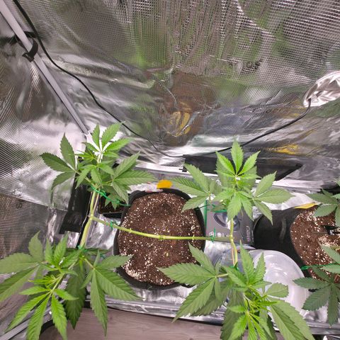 Blueberry Pancakes #2 growlog photo: Schon nach ein paar Stunden zum Glück,,erholt" und aufgerichtet. Ziehle bei dieser Pflanze 8 Colas an. Bei der 4 Armigen.(Mainfolding BP 1) werden es 16.