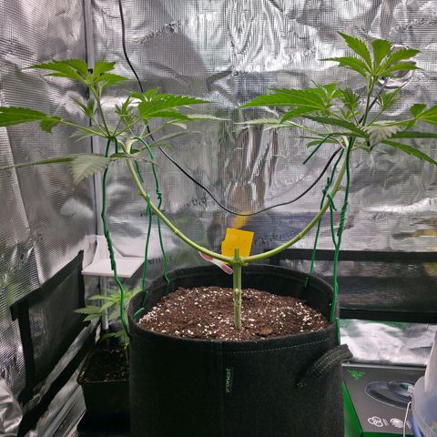 Blueberry Pancakes #2 growlog photo: Schon nach ein paar Stunden zum Glück,,erholt" und aufgerichtet. Ziehle bei dieser Pflanze 8 Colas an. Bei der 4 Armigen.(Mainfolding BP 1) werden es 16.