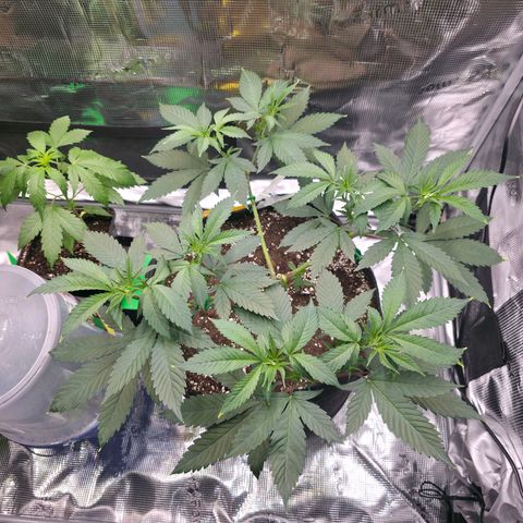 Blueberry Pancakes #1 growlog photo: Heute war es soweit und ich habe auch bei dieser den 2 Schritt des Mainfold vollzogen. Leider haben 2 Arme keine Symetrie, hab das beste Versucht