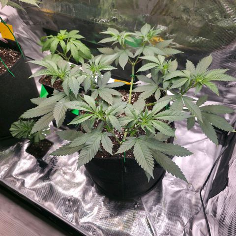 Blueberry Pancakes #1 growlog photo: Heute war es soweit und ich habe auch bei dieser den 2 Schritt des Mainfold vollzogen. Leider haben 2 Arme keine Symetrie, hab das beste Versucht