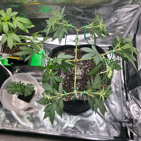 Blueberry Pancakes #1 growlog photo: Heute war es soweit und ich habe auch bei dieser den 2 Schritt des Mainfold vollzogen. Leider haben 2 Arme keine Symetrie, hab das beste Versucht
