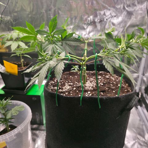Blueberry Pancakes #1 growlog photo: Heute war es soweit und ich habe auch bei dieser den 2 Schritt des Mainfold vollzogen. Leider haben 2 Arme keine Symetrie, hab das beste Versucht