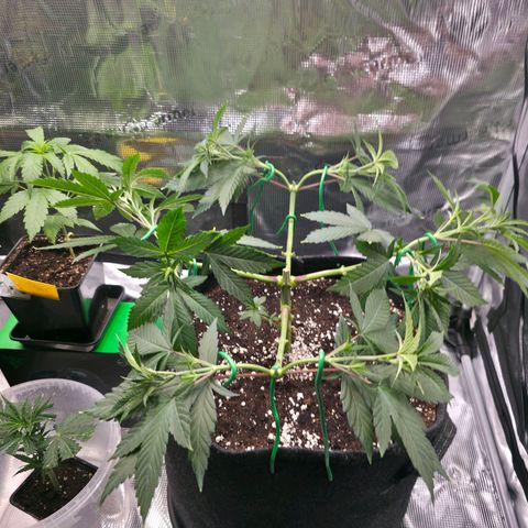 Blueberry Pancakes #1 growlog photo: Heute war es soweit und ich habe auch bei dieser den 2 Schritt des Mainfold vollzogen. Leider haben 2 Arme keine Symetrie, hab das beste Versucht