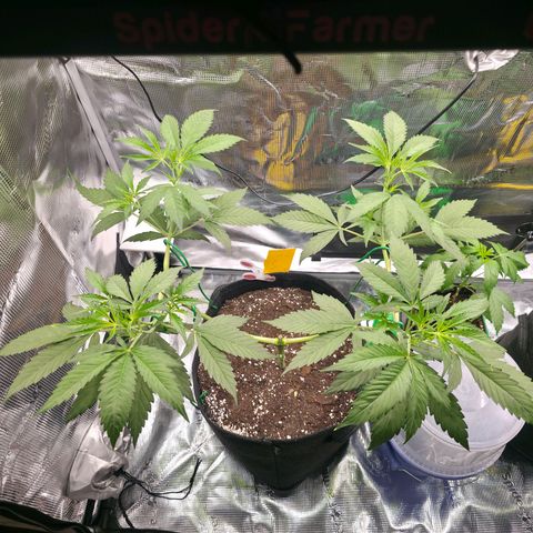 Blueberry Pancakes #2 growlog timeline photo