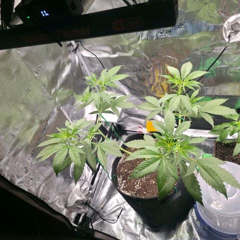 Blueberry Pancakes #2 growlog timeline photo