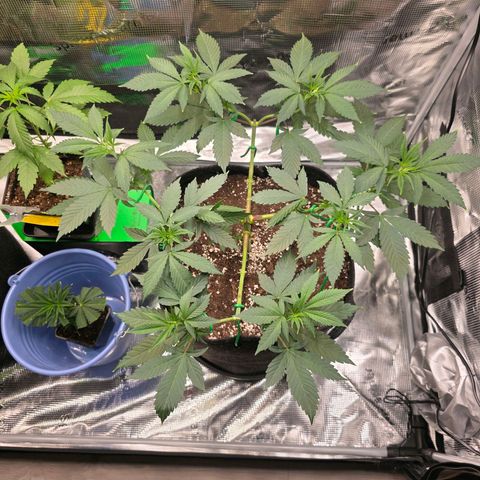 Blueberry Pancakes #1 growlog timeline photo
