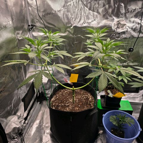 Blueberry Pancakes #2 growlog timeline photo
