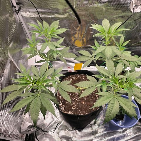Blueberry Pancakes #2 growlog timeline photo