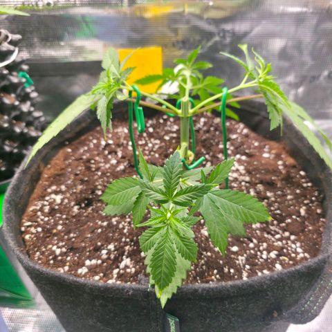 Blueberry Pancakes #1 growlog timeline photo
