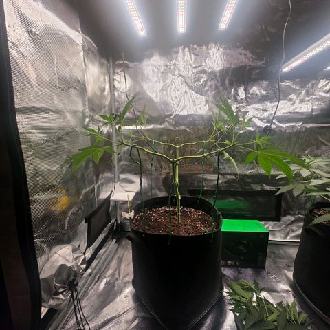 Blueberry Pancakes #2 growlog timeline photo