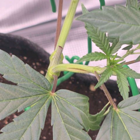 Blueberry Pancakes #1 growlog photo: Leider ist einer der 8 Triebe geplatzt. Hab bisschen Tesa Film als Notfallmaßnahme genommen, hatte nichts anderes da