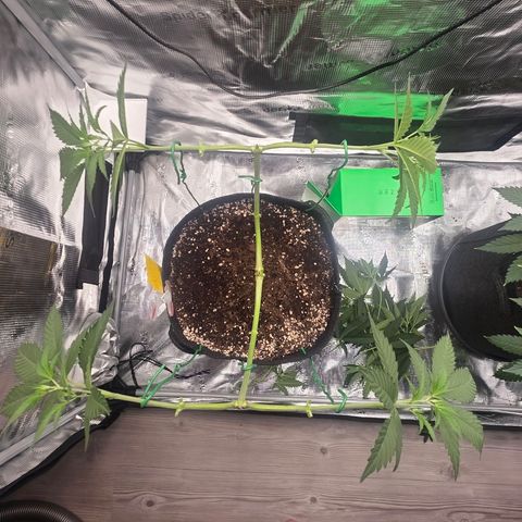 Blueberry Pancakes #2 growlog timeline photo