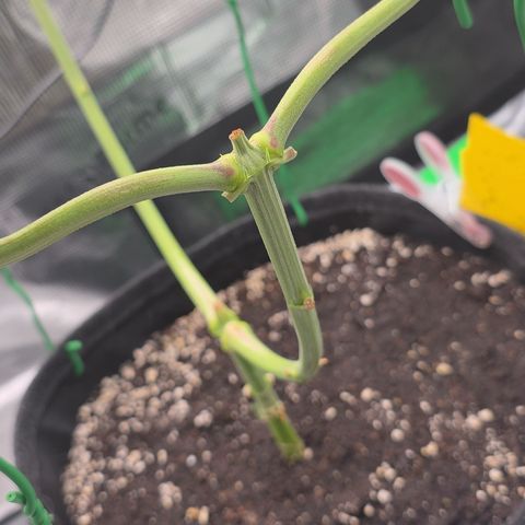 Blueberry Pancakes #2 growlog timeline photo
