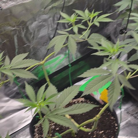 Blueberry Pancakes #2 growlog timeline photo