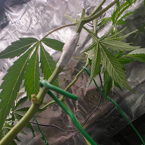 Blueberry Pancakes #2 growlog timeline photo