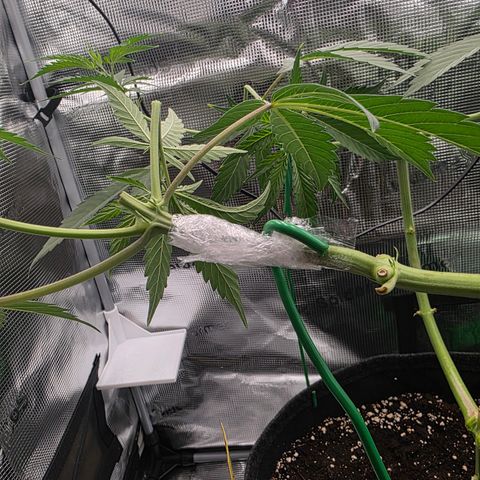 Blueberry Pancakes #2 growlog timeline photo